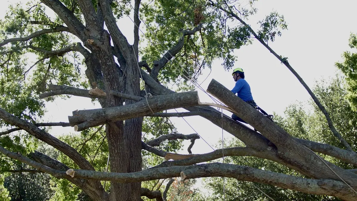 Professional Hazardous Tree Removal performed by certified arborists in Coker