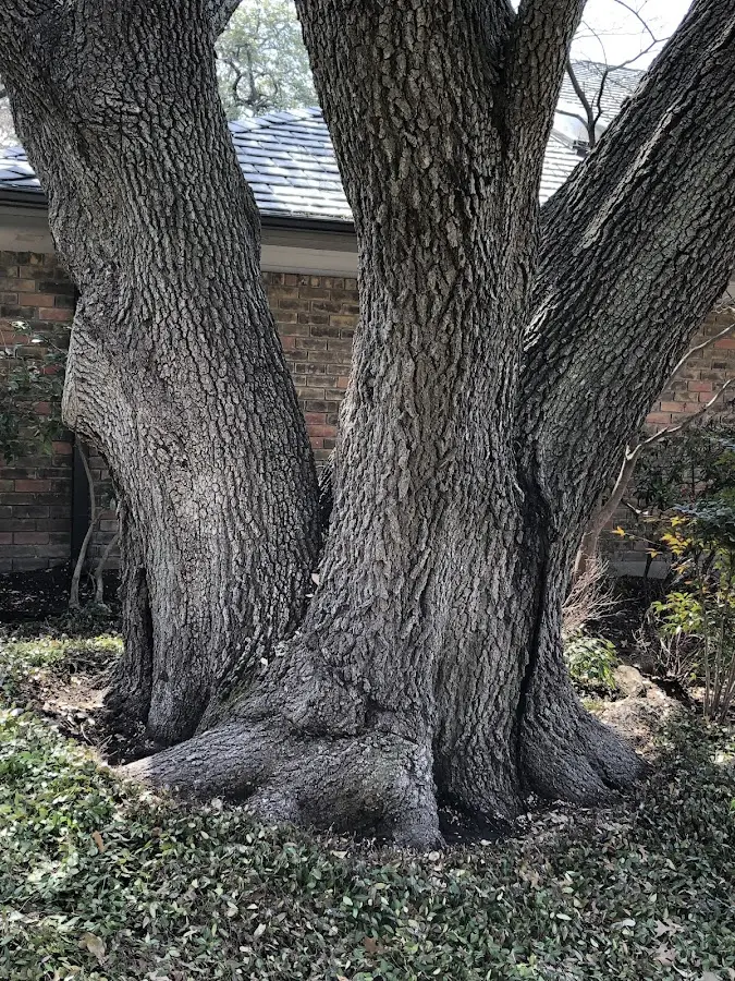 Mature heritage tree close to a Coker property cared for by certified arborists